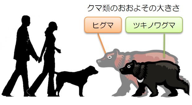 サイズ感：人間との比較